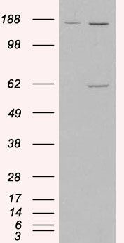 MAOA antibody