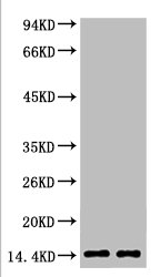 Mono-Methyl-Histone H3(K79) Monoclonal Antibody