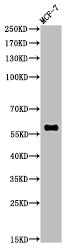 RELA Antibody
