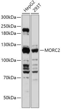 MORC2 antibody