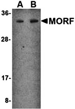MORF4 Antibody