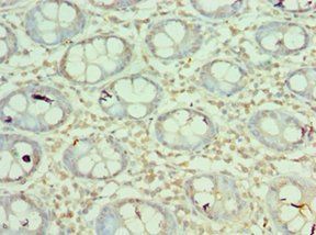 MORF4L1 Antibody