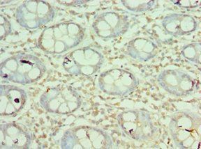 MORF4L1 antibody