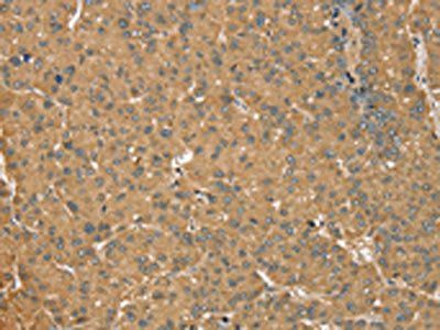 MORF4L1 Antibody