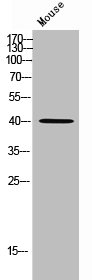 MORF4L1 antibody