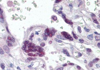 Goat anti-MRG15 / MORF4L1 Antibody