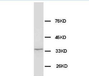 Morg1/WDR83 Antibody