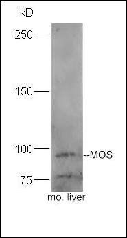 MOS antibody