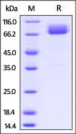 Mouse B7-1 Protein, Fc Tag