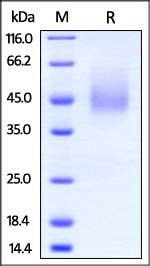 Mouse B7-2 Protein, His Tag