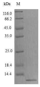 Mouse CCL8 protein (Active)