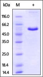Mouse CD40 Protein, Fc Tag