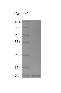 Mouse FABPL protein (Active)