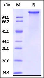 Mouse LDL R Protein, His Tag