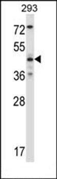 Mouse Mapk9 antibody