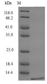 Mouse MIP3 beta protein (Active)