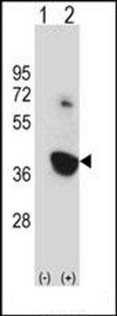 Mouse Nek6 antibody