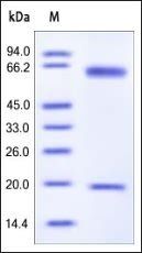 Mouse PCSK9 Protein