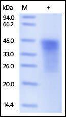 Mouse PD-1 / PDCD1 Protein