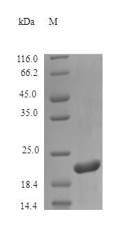 Mouse PRL protein (Active)