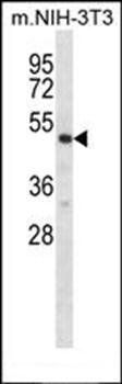 Mouse Rps6kb2 antibody