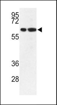 MOUSE VGLU2 Andibody antibody