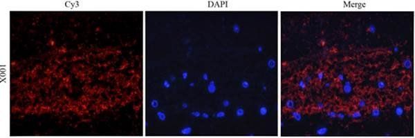 CD133 antibody