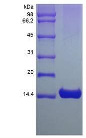 Mouse IL3 protein