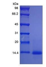 Mouse IL4 protein