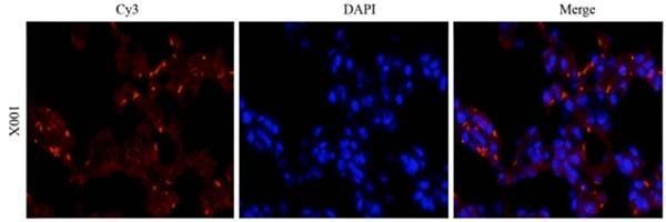 CD133 antibody