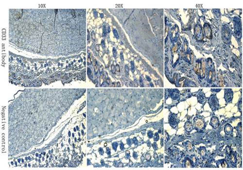 CD133 antibody