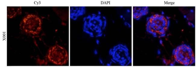 CD133 antibody