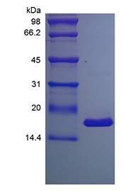 Mouse TNF alpha protein