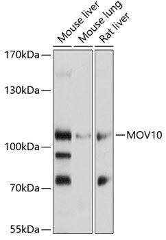 MOV10 antibody