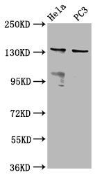 MOV10L1 antibody