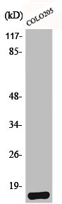 MPC1 antibody