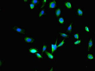 MPDU1 Antibody