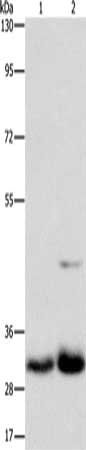 MPG Antibody