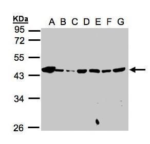 MPI antibody