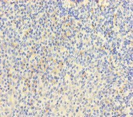 MPL antibody