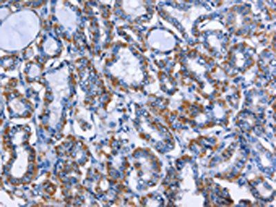 MPO Antibody