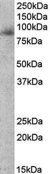 Goat anti-myeloperoxidase Antibody