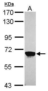 MPP2 antibody