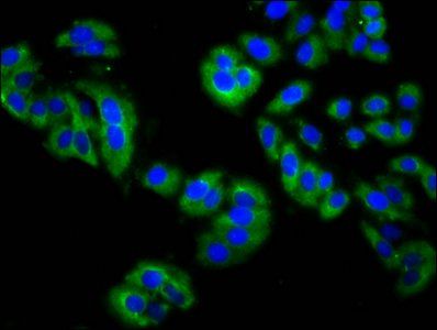 MPP3 Antibody