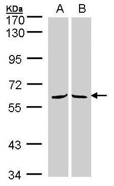 membrane palmitoylated protein 3 Antibody