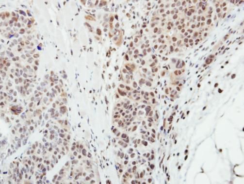 MPP3 antibody [N1C1]