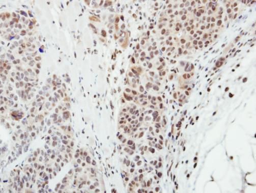 MPP3 antibody