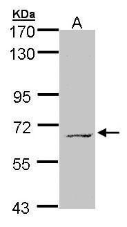MPP3 antibody [N1C1]