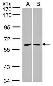 MPP3 antibody