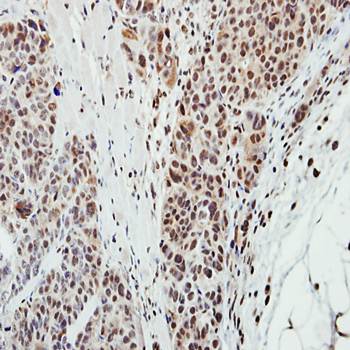 MPP3 antibody
